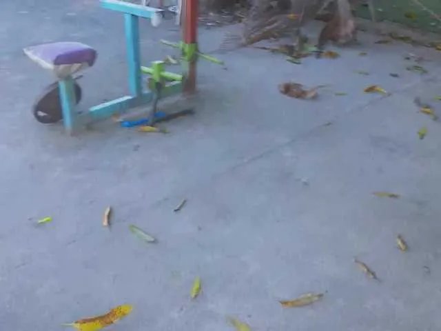 Freechat GGIsland on BongaCams