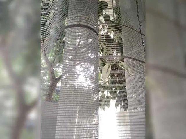 Offline pizzahubb on BongaCams