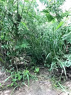 Freechat couplesexroom on StripChat